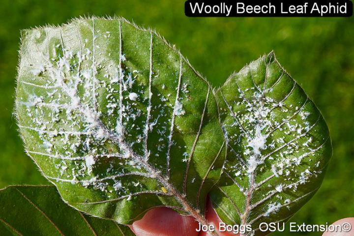 The Woolly Leaf Beech Aphid